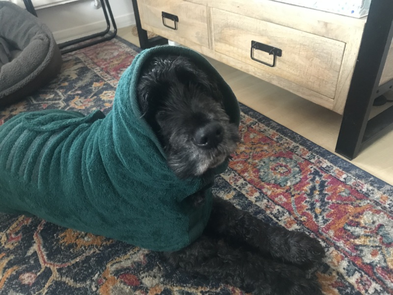 Is it worth investing in a fancy raincoat/overall for our cocker ?