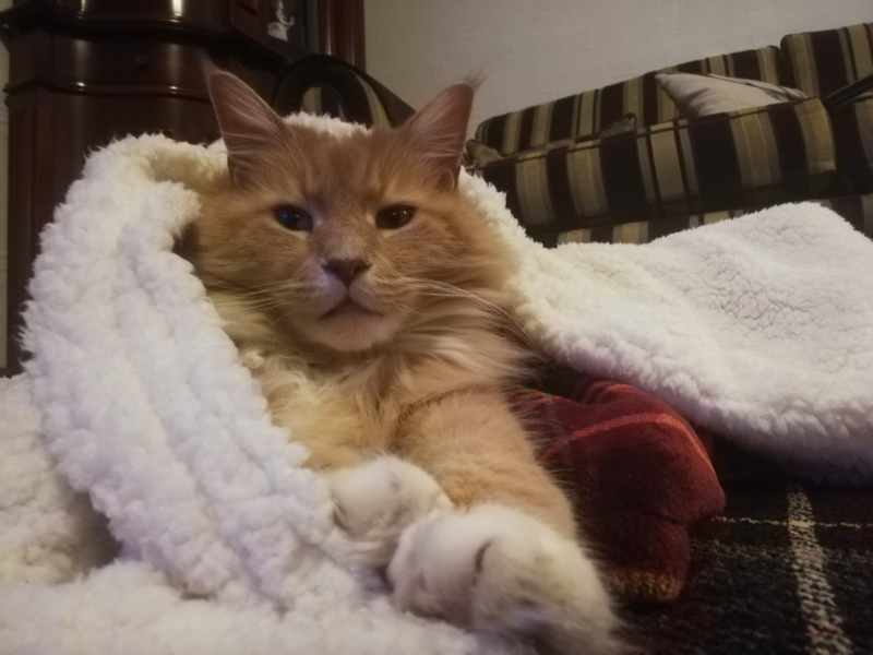 Maine Coon