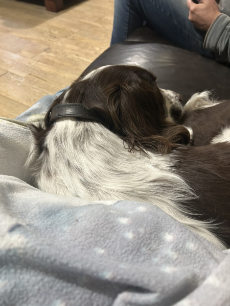 Your favourite unexpected thing about your dog