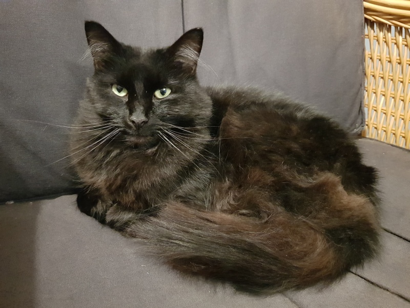 National Black Cat Day today, 27th October.