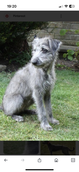 What breed?