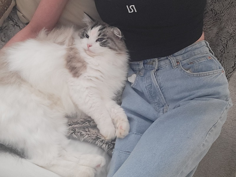 I cannot cope with these kittens anymore