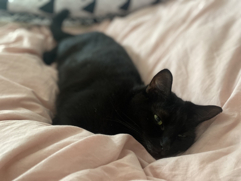 National Black Cat Day today, 27th October.