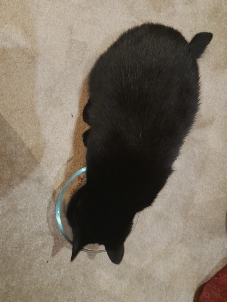 Further Adventures of the Excellent Cats