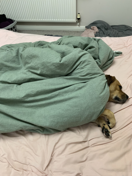 Your favourite unexpected thing about your dog
