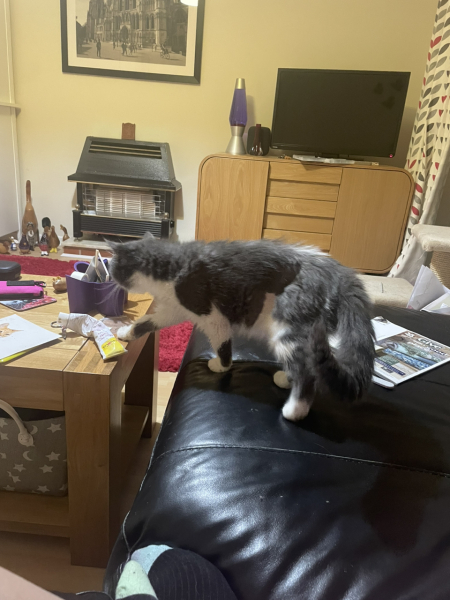 Potential new inmate at Toddler Towers.