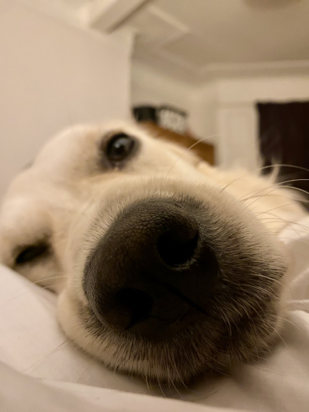 Puppy Survival Thread - for old and new pups