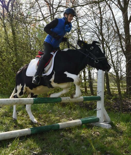 Why do horses get coats and cows don't?