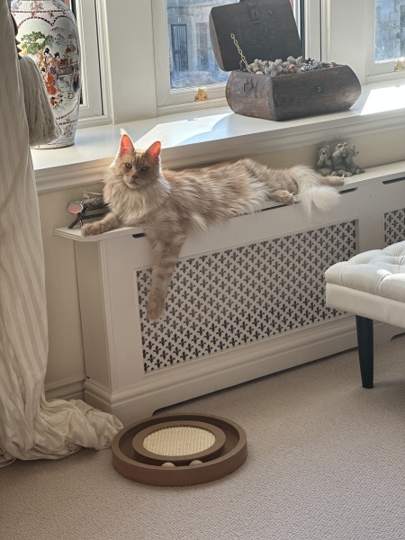 Maine Coon