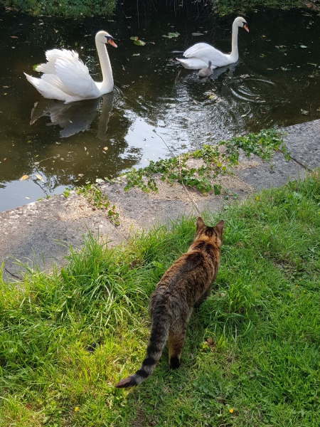 Thug cat part 5 - For he will not do destruction, if he is well-fed, neither will he spit without provocation.