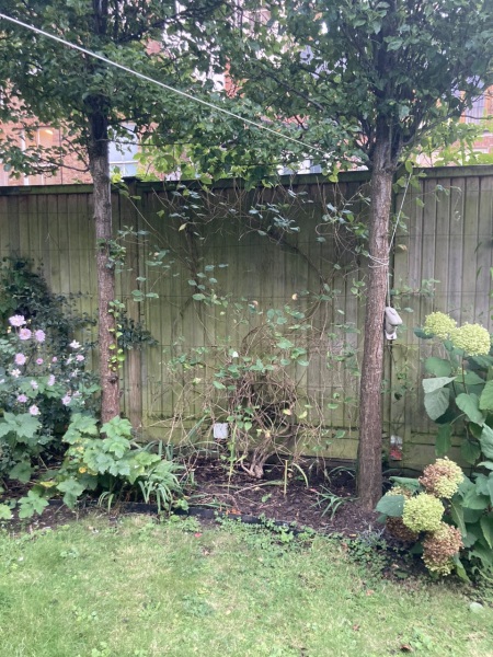 What should I plant here?