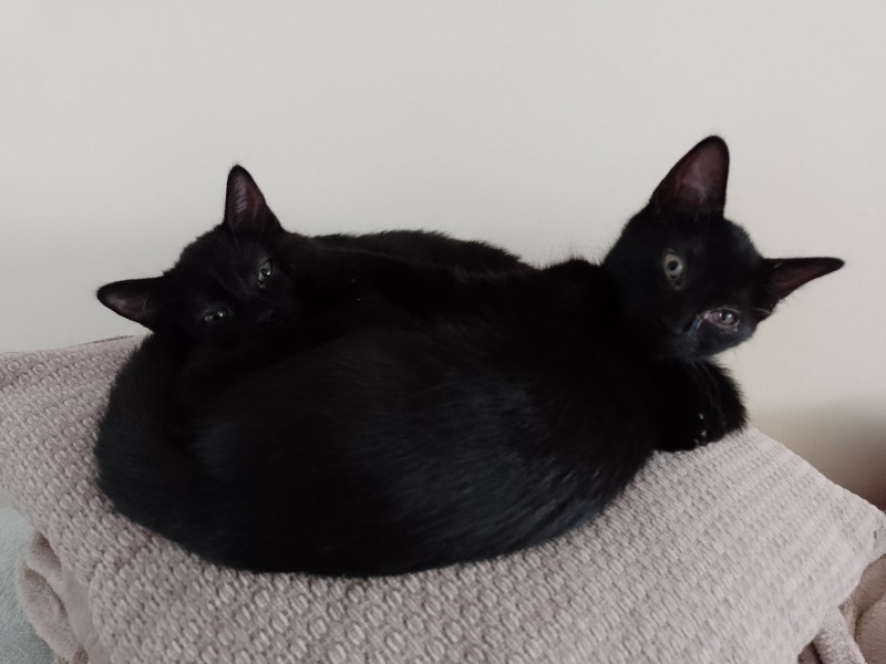 How important are age ranges on cat food?