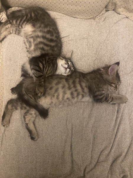 Do your cats demand to picked up and cuddled?