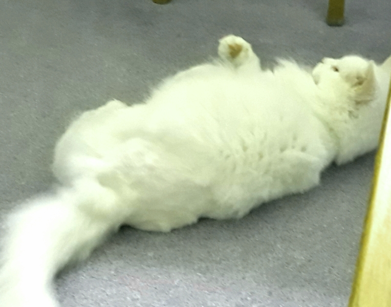 Further Adventures of the Excellent Cats