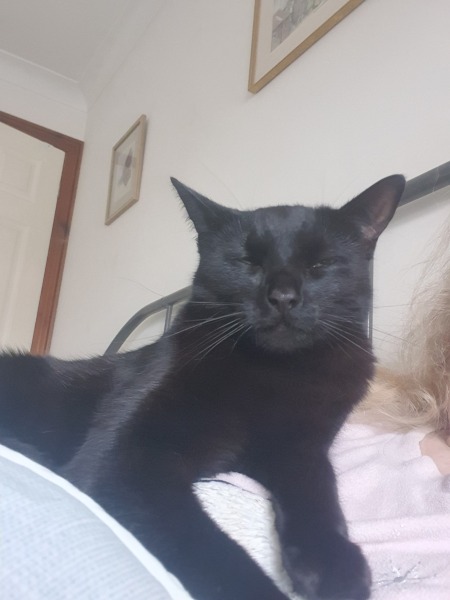 How did you meet your feline overlords?