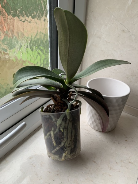 Should I repot my orchid?