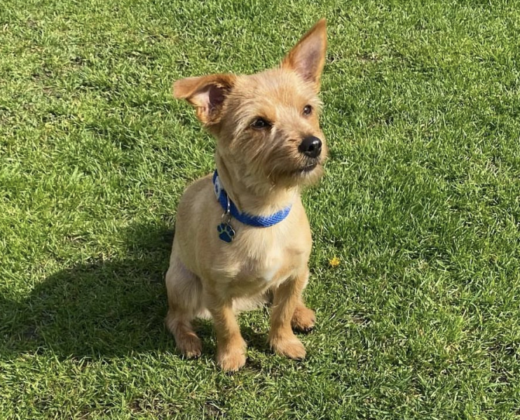 Can terriers live with cats?