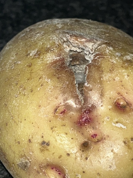 What the fuck got into my potatoes