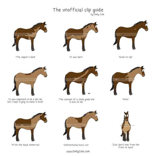 Why do horses get coats and cows don't?