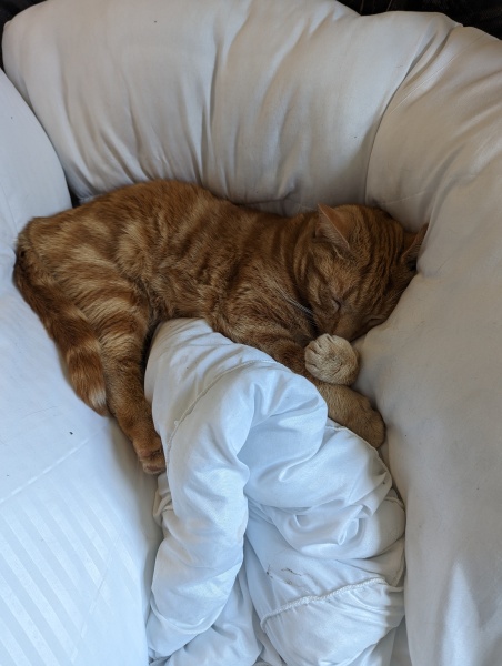 The Very Eventful Lives of the Excellent Cats