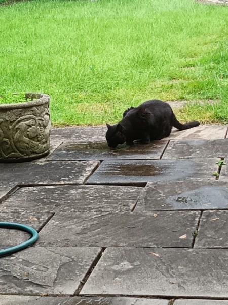 National Black Cat Day today, 27th October.