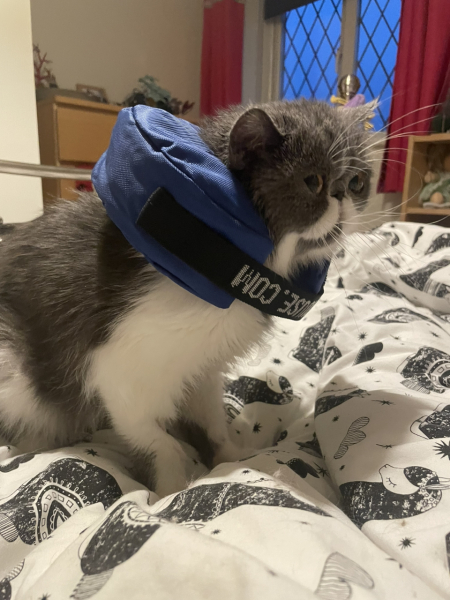 Potential new inmate at Toddler Towers.