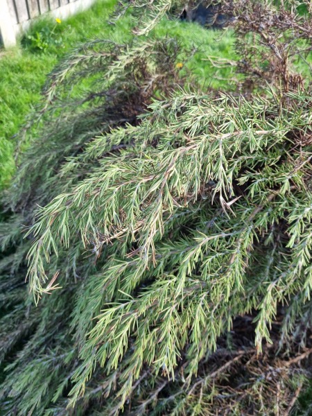 Help! Added saltwater to 30yr old rosemary bush