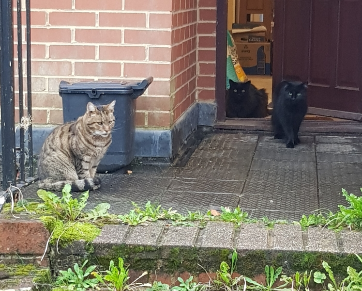 Thug cat part 5 - For he will not do destruction, if he is well-fed, neither will he spit without provocation.