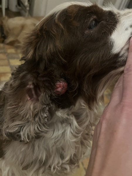 Ear lump on dog. Very concerned