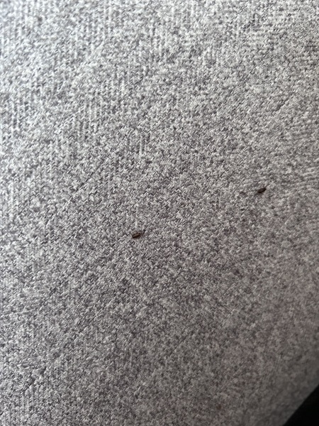 What type of bugs are these?!