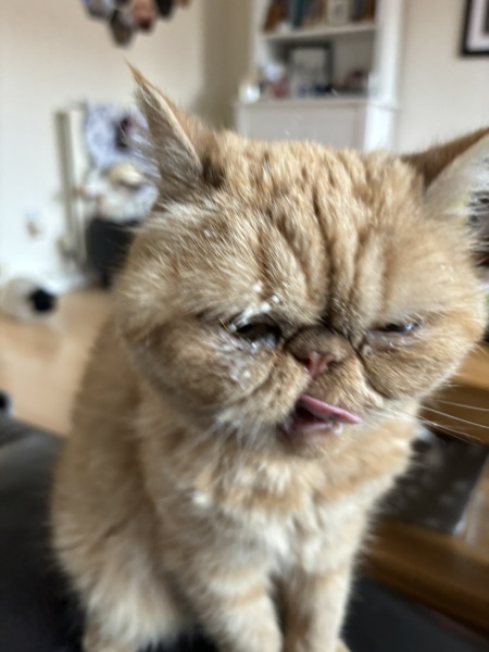 Porridge face