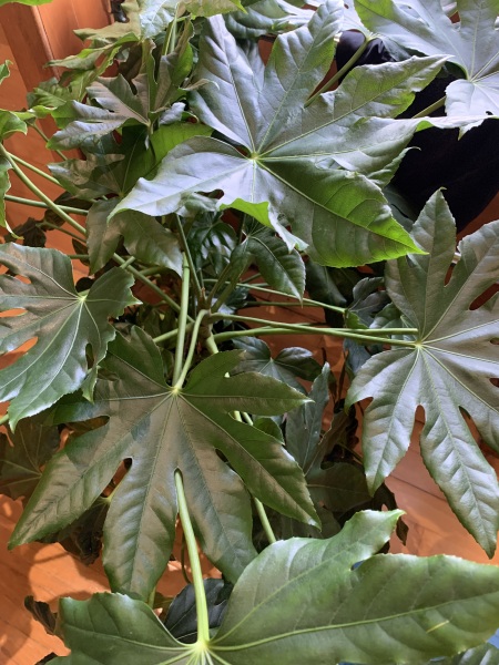 House plant ID