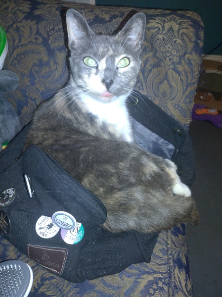 Further Adventures of the Excellent Cats