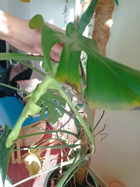 Worried about monstera - what's wrong? (With pics)