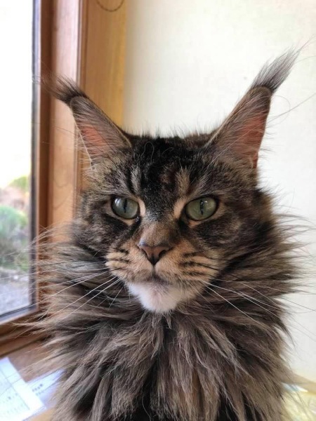 Maine Coon