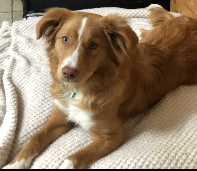 I’ve been asked my dog’s gender for a course we’re going on