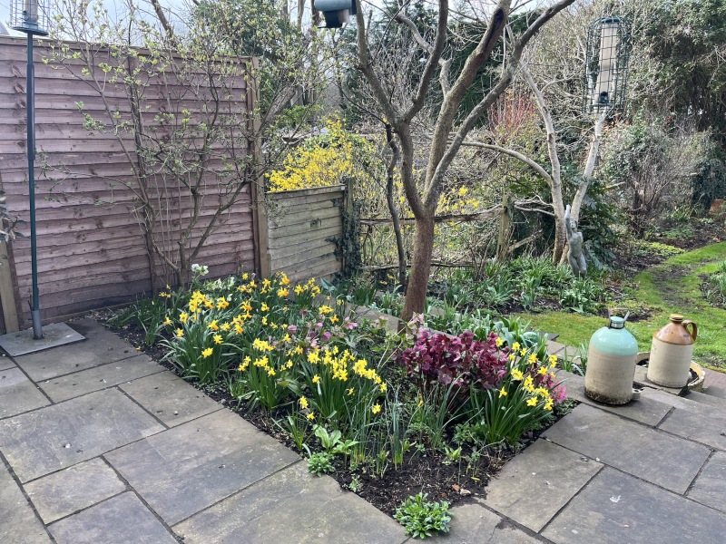what spring bulbs are peeps planning for next year?