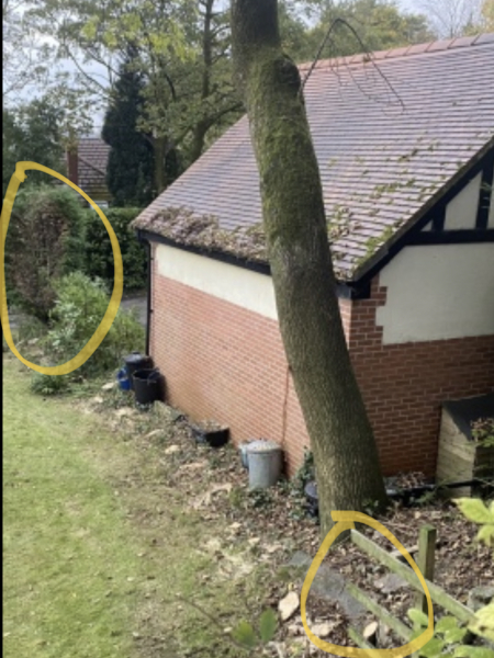 Neighbours chopped down their own trees but