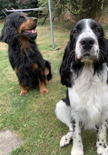Someone thought my dog was an XL bully