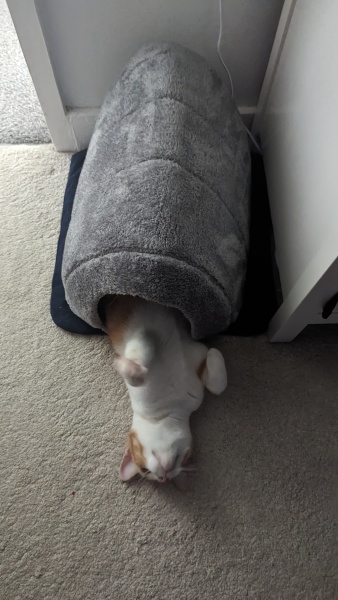 Childfree - what's your take on pets?