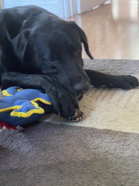 Puppy Survival Thread - for old and new pups