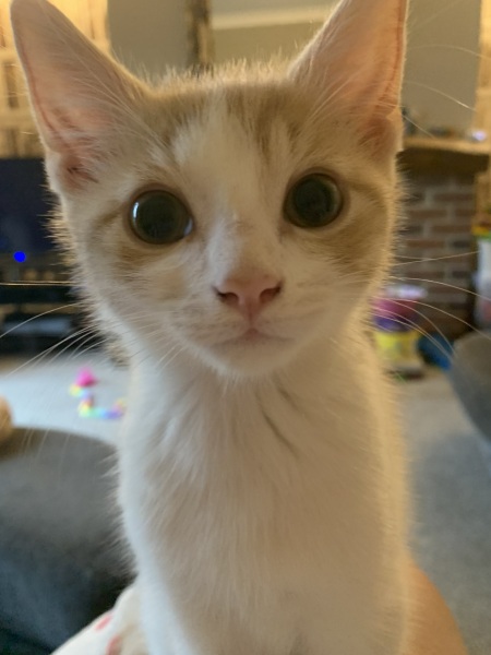 Why does my kitten lick me so much?