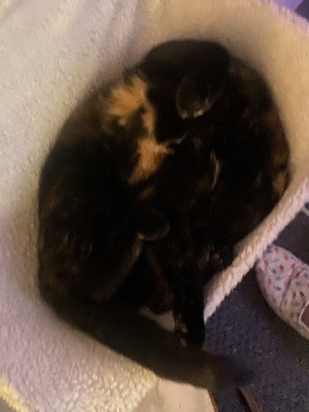My cat is missing and I'm so sad