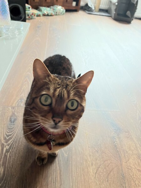 Does anyone own a bengal cat?