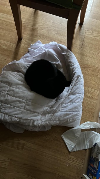 National Black Cat Day today, 27th October.