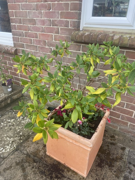Rhododendron help