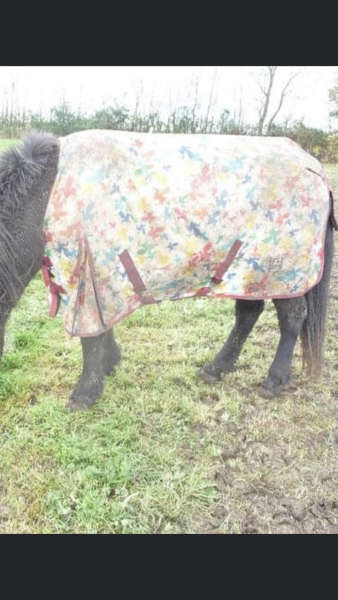 Why do horses get coats and cows don't?