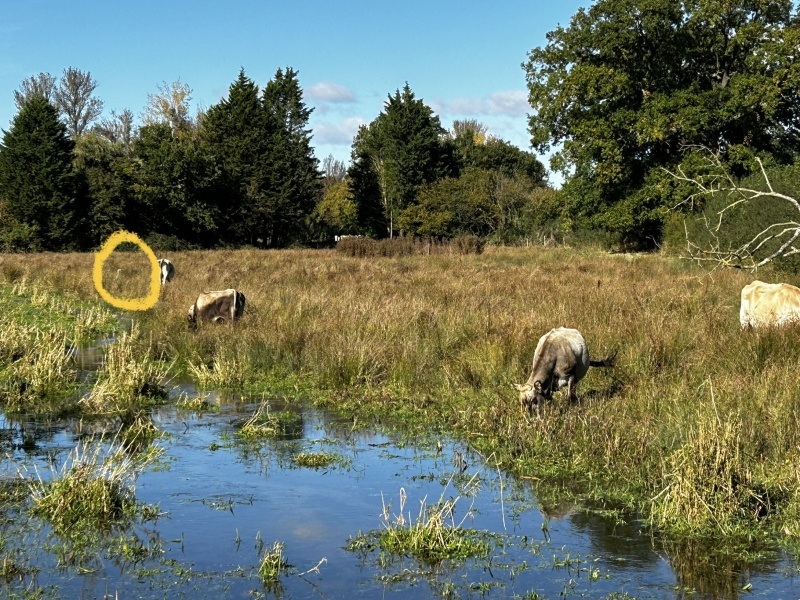 Come and tell me your dull and unexciting news 26: Calmly through the day 