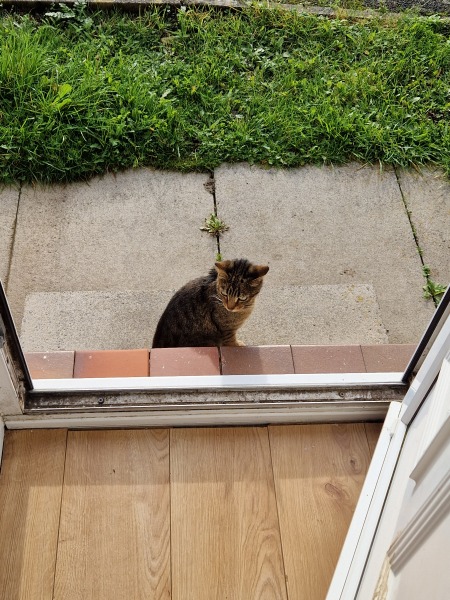 AIBU to steal the cat