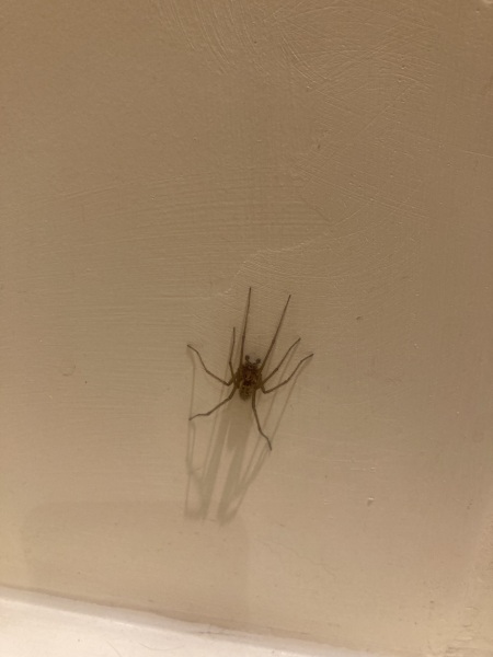 Trapped in a room by the biggest spider ever